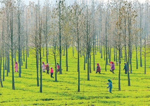 安徽出台林下经济高质量发展“二十条”