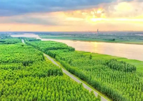 山东郓城发展林下经济走出共富路