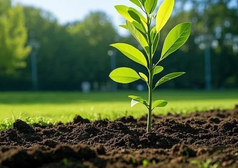 上海首提大型生态空间单元，2035年规划林地面积147万亩