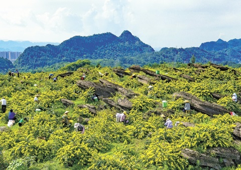 沉庆秀山：一朵山银花，开放19亿元综合产值